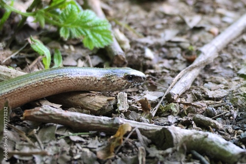 Slow Worm Moving Through Undergrowth