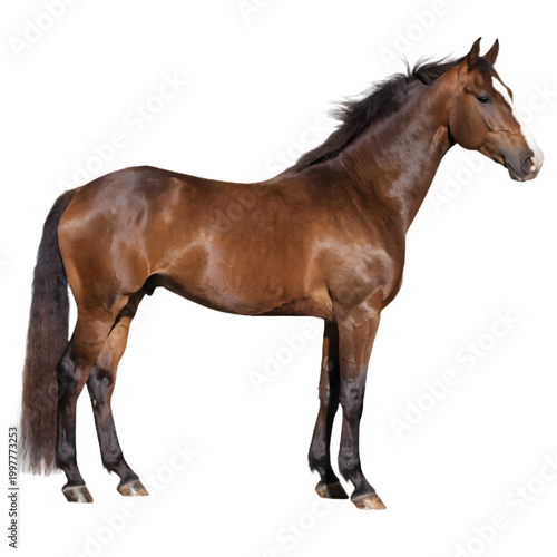 Realistic horse standing side view with clean body details, premium PNG transparent background. Equestrian vector for logos, farms, animal illustrations.