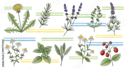 A vibrant illustration showcasing a diverse collection of natural herbs, medicinal plants, and wild berries, perfect for herbal medicine, health, and wellness concepts