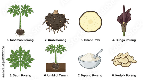 Porang plant parts and products illustrated in detailed diagrams