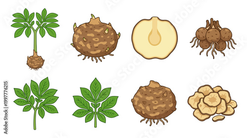 Sweet potato plants and roots in various stages of growth and preparation