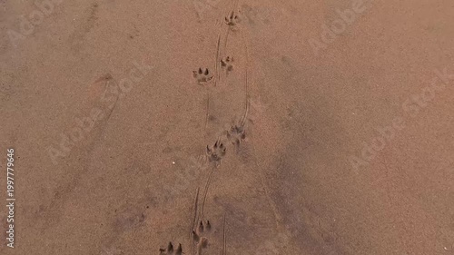 Dog Paw Prints on Sandy Beach at Sunset – Travel and Nature Concept