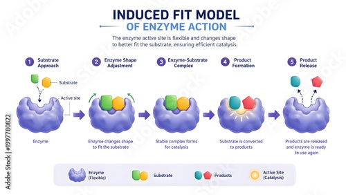 Induced Fit Model of Enzyme Action Step-by-Step Modern Educational Vector Diagram