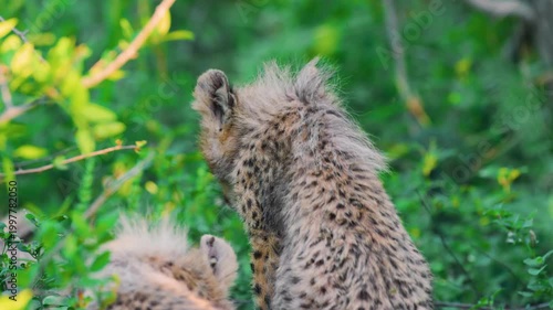 An epic footage of a Young newborn african cheetah (Acinonyx jubatus) in wildlife.
