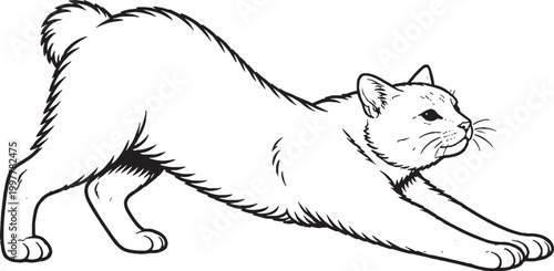 Fotografía Manx cat stretching forward black and white line art vector side view isolated