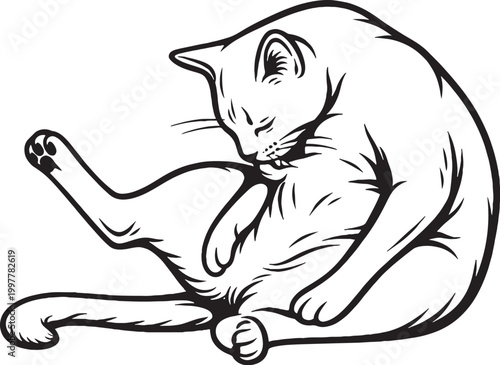 Fotografia Ocicat cat grooming belly line art, feline cleaning pose illustration, black whi