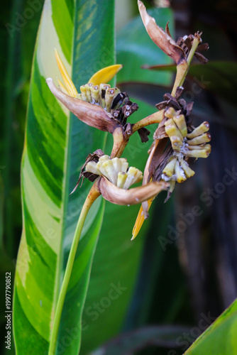 Closeup of dried plant flower structure attached to green leaf natural detail