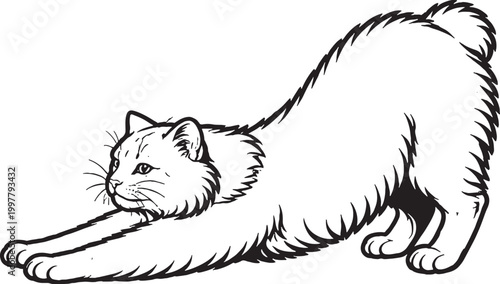 Cymric cat stretching forward pose fluffy tailless cat black and white line art illustration
