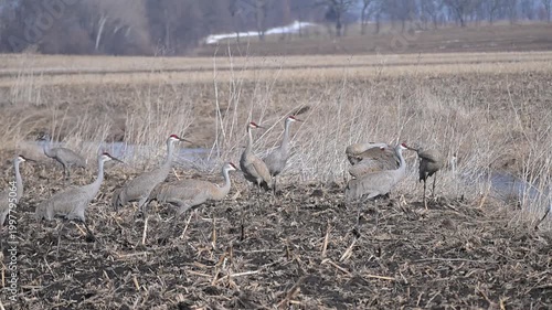 Sandhill Cranes in Muddy Field