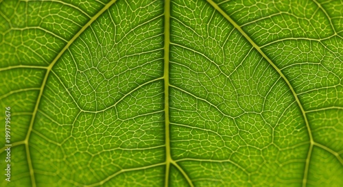 Close up of green leaf veins