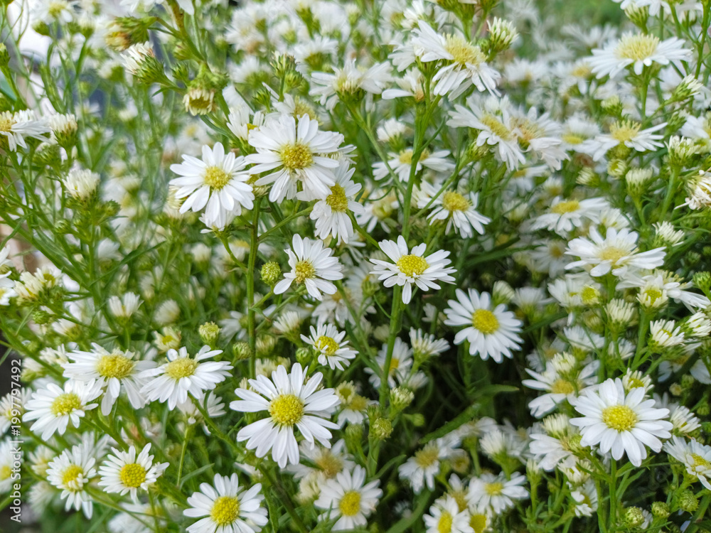 Fototapeta premium Beautiful blooming white cutter flowers with yellow centers in a lush green garden background.