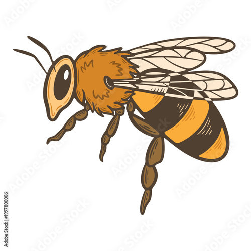 Bee illustration, honey bee insect, pollinator, striped yellow and brown body, wings detail, nature wildlife, garden ecology, beekeeping concept, vintage hand drawn style, isolated