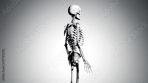 3D Render of a Human Skeleton with Back Facing Forward, Displayed Against a Light Gray Background