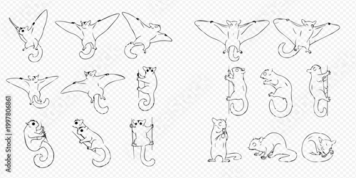 Set of sugar glider illustrations in various poses, line art drawings on a white background.