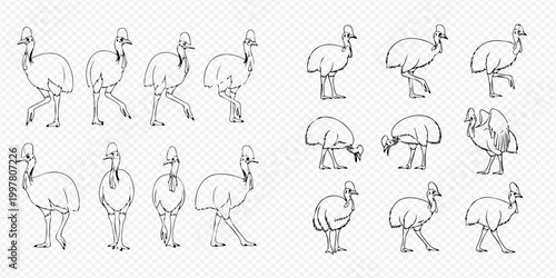 Cassowary bird animation sprite sheet with various poses and movements in outline style.