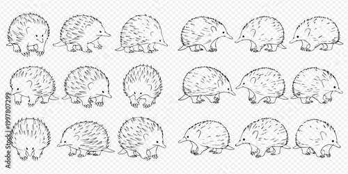 Set of cute echidna illustrations in various poses, hand-drawn sketch style, isolated on transparent background.
