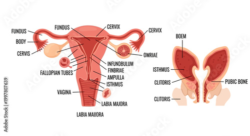 Detailed Diagram of Female Reproductive System and Pelvic Anatomy.