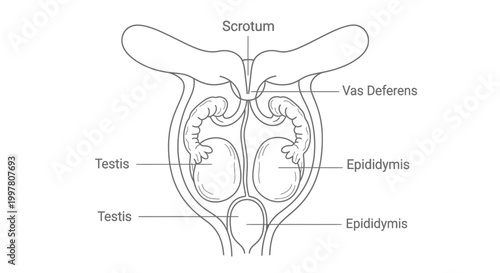 Detailed Diagram of Male Reproductive System Anatomy.