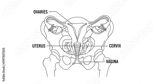 Detailed Diagram of the Female Reproductive System with Labeled Organs.