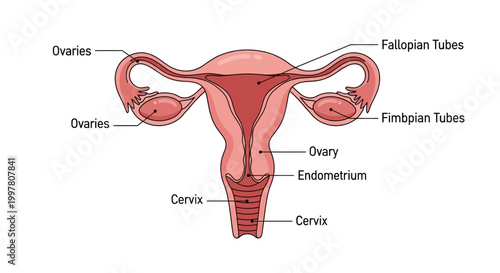 Detailed Diagram of the Female Reproductive System with Labels.