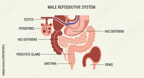 Detailed Diagram of the Male Reproductive System with Labels.