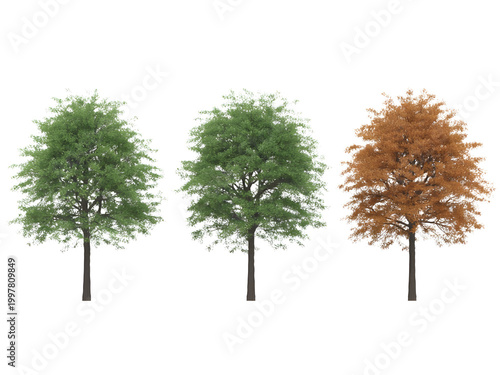 Three trees changing colors from green to orange in autumn season isolated on transparent background, illustration