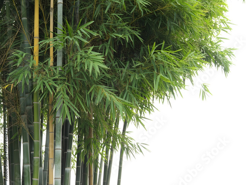 Tall green palm tree leaves with sunlight shining through in outdoor setting isolated on transparent background, illustration