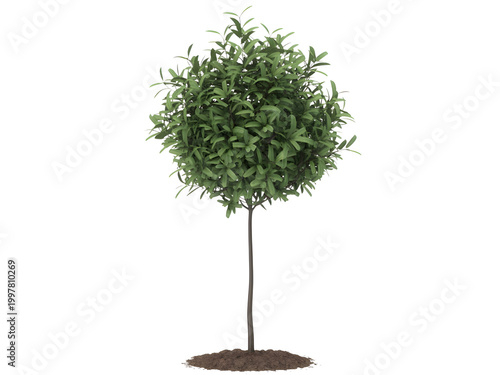 Large green tree with dense leaves and branches on a plain background isolated on transparent background, illustration