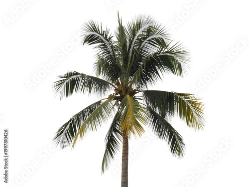 Tall palm tree with green leaves isolated illustration isolated on transparent background, illustration