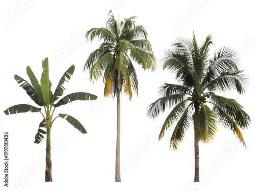 Three palm trees with green leaves isolated illustration isolated on transparent background, illustration