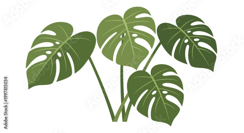 Monstera Deliciosa Plant Leaves Tropical Green Houseplant Isolated on White Background