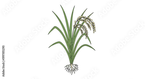 Rice Plant Illustration with Roots and Grains