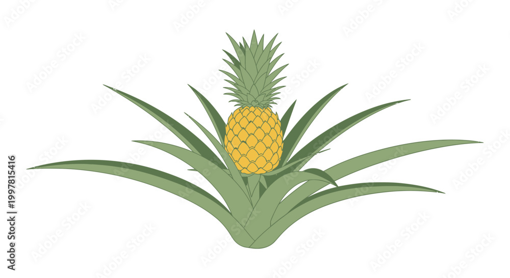 Obraz premium Ripe Pineapple Growing on Plant with Green Leaves, Tropical Fruit Illustration