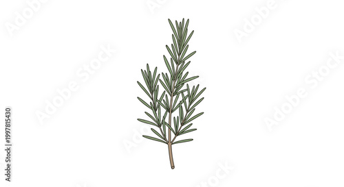 Rosemary Sprig Isolated on White Background