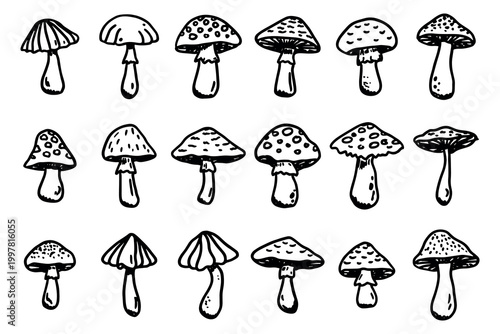 Hand drawn mushroom doodle set Botanical illustration Cute autumn mushroom Healthy eco food Organic vegetarian food For stickers, greeting card, design, print, packaging, decor, kids books