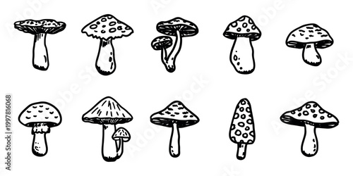 Hand drawn mushroom doodle set Botanical illustration Cute autumn mushroom Healthy eco food Organic vegetarian food For stickers, greeting card, design, print, packaging, decor, kids books