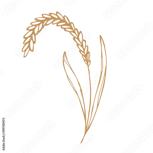 Hand drawn cereal wheat oat rye barley rice ears spikelet clipart Organic wheat bread agriculture farming harvest healthy food Single element for print packaging label design decor