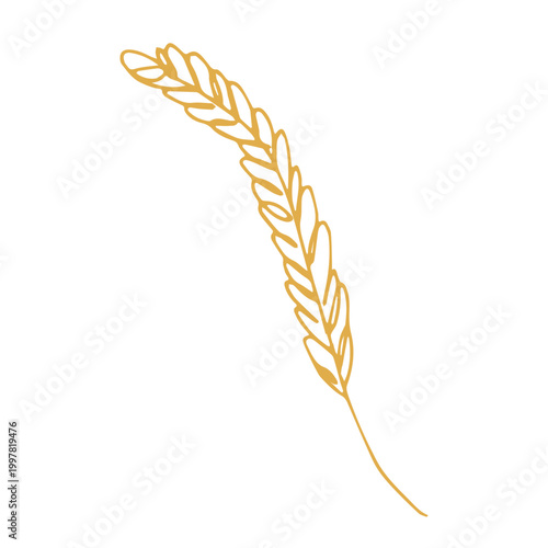 Hand drawn cereal wheat oat rye barley rice ears spikelet clipart Organic wheat bread agriculture farming harvest healthy food Single element for print packaging label design decor