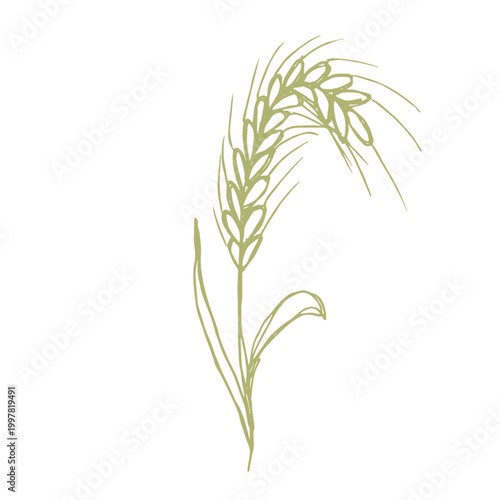 Hand drawn cereal wheat oat rye barley rice ears spikelet clipart Organic wheat bread agriculture farming harvest healthy food Single element for print packaging label design decor
