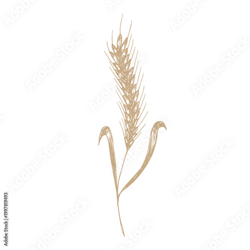 Hand drawn cereal wheat oat rye barley rice ears spikelet clipart Organic wheat bread agriculture farming harvest healthy food Single element for print packaging label design decor