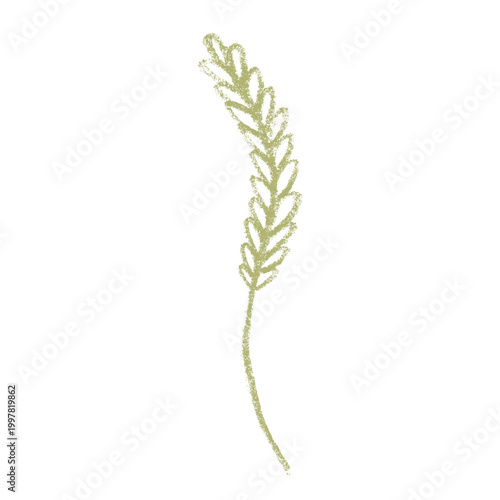 Hand drawn cereal wheat oat rye barley rice ears spikelet clipart Organic wheat bread agriculture farming harvest healthy food Single element for print packaging label design decor