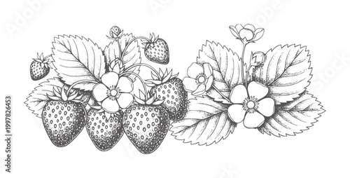 Black and white of ripe strawberries with leaves and flowers strawberry fruit food