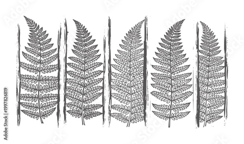 Five dark grey fern fronds arranged vertically with textured borders leaf plant botanical