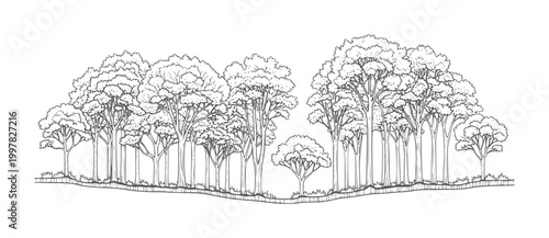 Line of a dense forest canopy with varied tree heights trees nature woodland