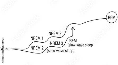 Sleep cycle stages diagram showing wake nrem and rem phases isolated on white background illustration
