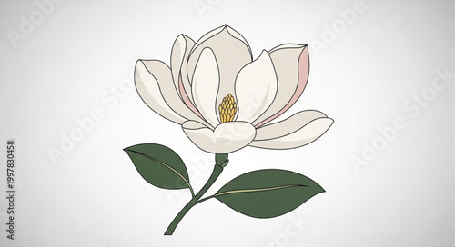 vector illustration of lily flower