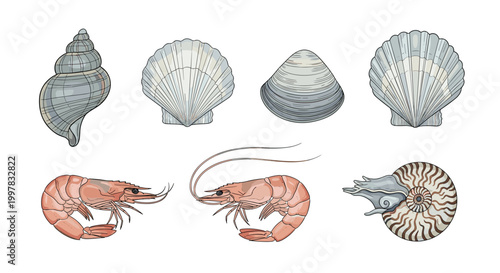 A diverse set of seven marine life items including gray bivalve shells, two pink shrimp, and a patterned nautilus shell are displayed on a light background.