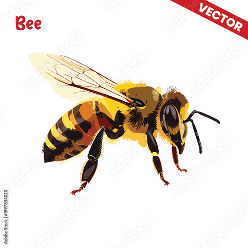 Realistic Bee Vector Illustration Close Up Detailed Wings and Body Isolated on White Background Flat Style Nature Insect Design for Logo Poster Branding Clipart