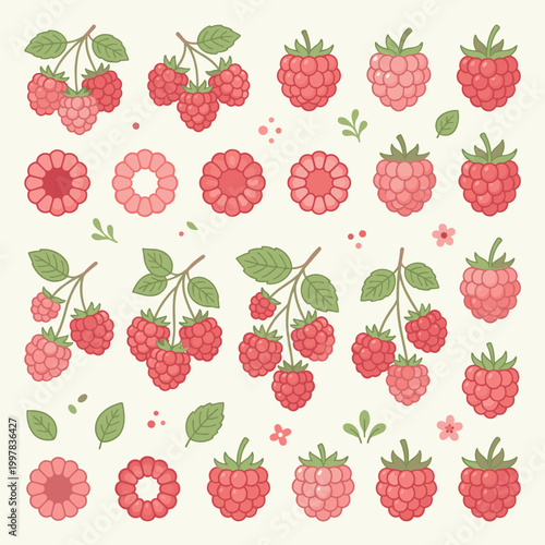 A bountiful collection of fresh raspberry illustrations features individual berries, clusters on stems with leaves, and cross-sections, showcasing their vibrant red hues and natural forms.