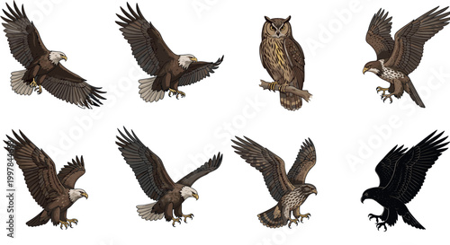 Detailed eagle and owl vector illustrations set featuring birds of prey in flight landing and perched realistic wildlife collection